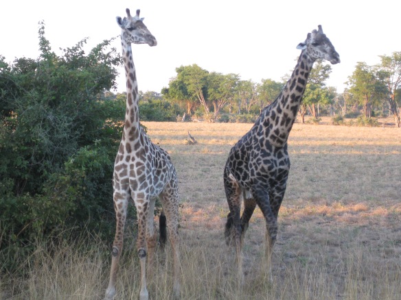 Giraffes to Ooooh and Aaaaah at in South Luangwa National Park, Zambia